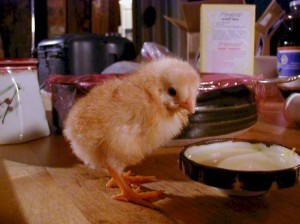 chick-in-kitch