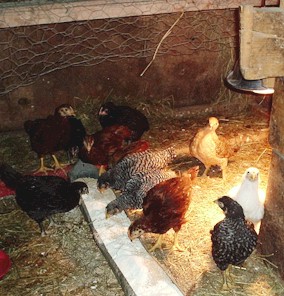 These are the new chicks emerging from their brooder.