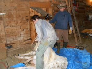 sheep-shearing1