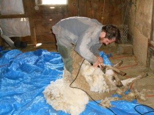 sheep-shearing2