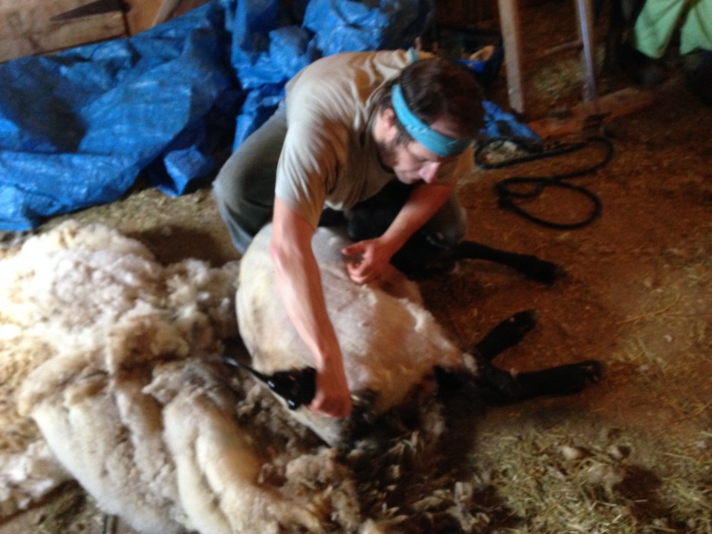 Mark Phillips Shearing Sheep