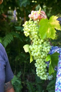 Marcia grapes1 (427x640)