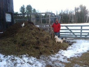 manure pile