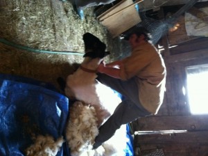 sheep shearing2 (640x478)
